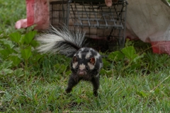 Spilogale angustifrons