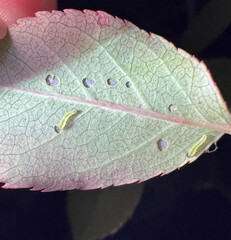 Cladius pectinicornis