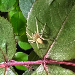 Cheiracanthium inclusum