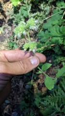 Phacelia heterophylla