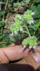 Phacelia heterophylla