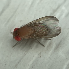 Drosophilidae