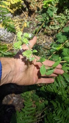 Phacelia heterophylla