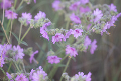 Mirabilis linearis