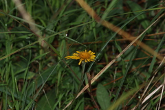Osbertia stolonifera