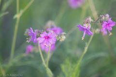 Mirabilis linearis