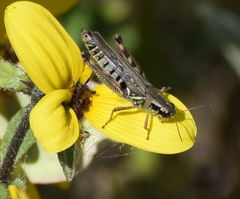 Melanoplus dawsoni