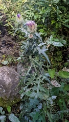 Cirsium douglasii