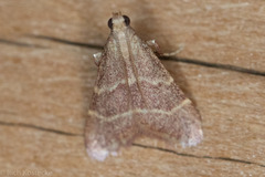 Arta epicoenalis