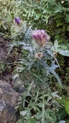 Cirsium douglasii