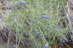 Salvia reptans