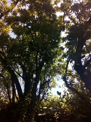 Bocconia arborea