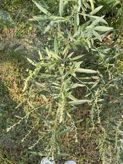 Artemisia verlotiorum