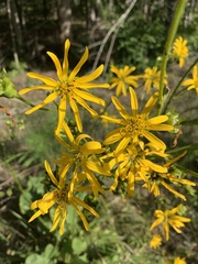 Silphium terebinthinaceum