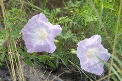 Ipomoea lindheimeri