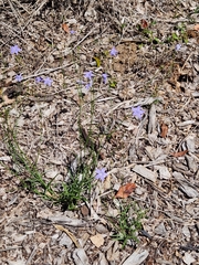 Wahlenbergia gracilis