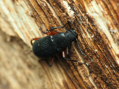 Xylopinus saperdoides