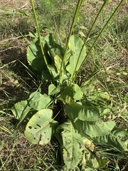 Silphium terebinthinaceum