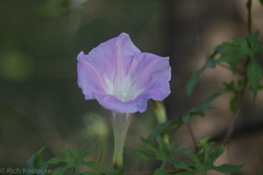 Ipomoea lindheimeri
