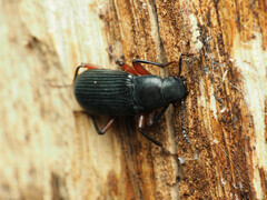 Xylopinus saperdoides