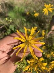 Silphium terebinthinaceum