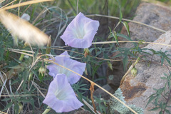 Ipomoea lindheimeri