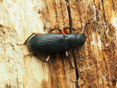 Xylopinus saperdoides
