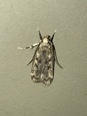 Martyringa latipennis