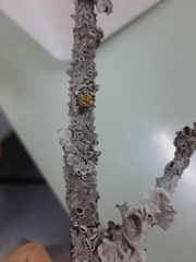 Punctelia bolliana