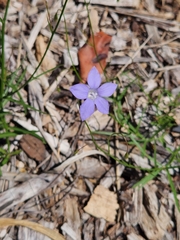 Wahlenbergia gracilis