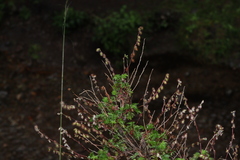 Acaena elongata