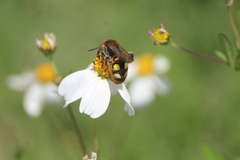Xanthocampsomeris limosa
