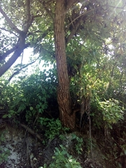 Bocconia arborea