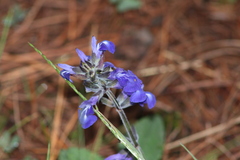 Salvia