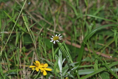 Erigeron galeottii