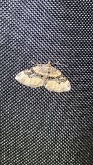 Xanthorhoe lacustrata