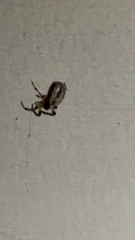 Araneidae