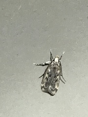 Martyringa latipennis