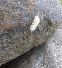 Phaegopterina