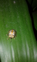 Aspidimorpha miliaris