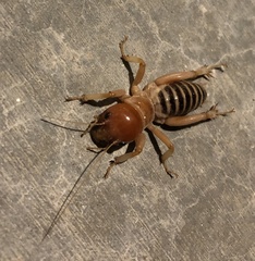 Ammopelmatus