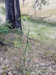 Geitonoplesium cymosum