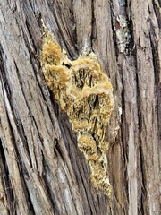 Subantrodia juniperina