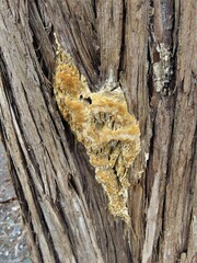 Subantrodia juniperina