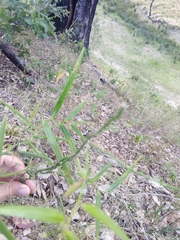 Geitonoplesium cymosum