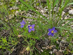 Giliastrum rigidulum