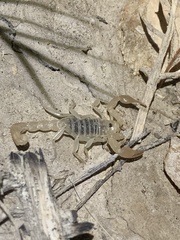 Paruroctonus