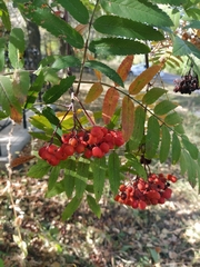 Sorbus sibirica