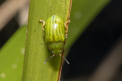 Calomela pallida