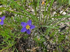 Giliastrum rigidulum